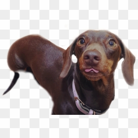 ##dachshund #blep #dog #dogsofpicsart #sausage #sausagedog - Companion Dog, HD Png Download - weiner dog png