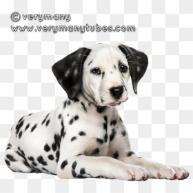 Sparky - Dalmatian, HD Png Download - alex prihodko png