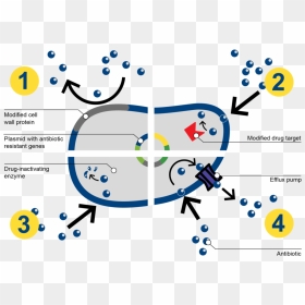 How Bacteria Resists Antibiotics - Antibiotic Resistance Mechanism In Bacteria, HD Png Download - antibiotics png