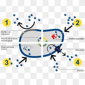 How Bacteria Resists Antibiotics - Antibiotic Resistance Mechanism In Bacteria, HD Png Download - antibiotics png