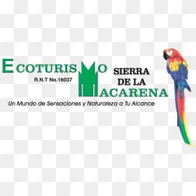 Macaw, HD Png Download - gracias por su atencion png