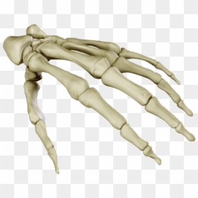 Bones Png Free Pic - Hand Bones 3d Model Free, Transparent Png - bones.png