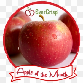 Apple, HD Png Download - apple core png