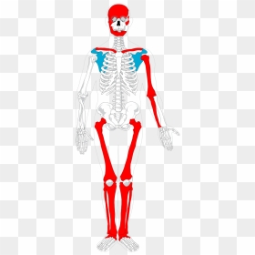 Scheme Of Preserved Bones - Human Skeleton, HD Png Download - bones.png