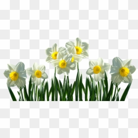 Daffodils Transparent, HD Png Download - wedding flower png