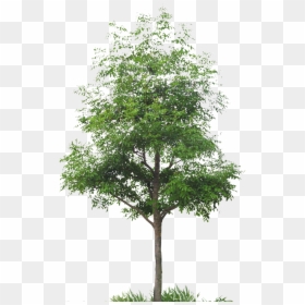 Arbre Détouré, HD Png Download - japanese tree png