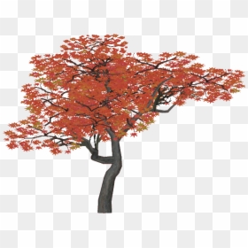 Japanese Maple Tree Transparent, HD Png Download - japanese tree png