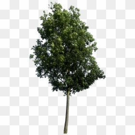 High Resolution Trees Png, Transparent Png - japanese tree png