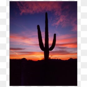 Saguaro, HD Png Download - saguaro png