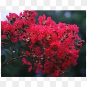 Crepe Myrtle Trees, HD Png Download - japanese tree png