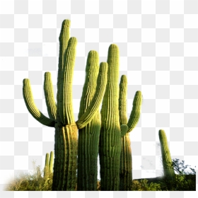Cactus Desierto Png, Transparent Png - saguaro png