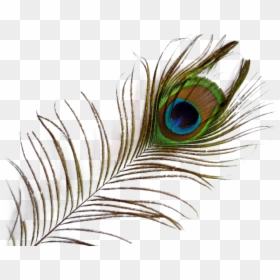 Transparent Background Peacock Feather Png, Png Download - blue feather png