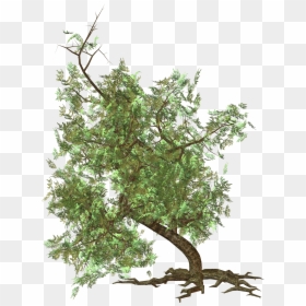 Portable Network Graphics, HD Png Download - spruce tree png