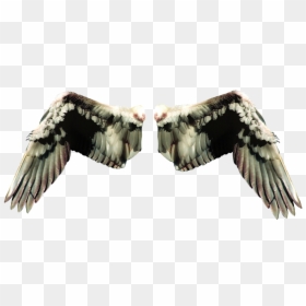 Wings In Different Types, HD Png Download - fairy wing png