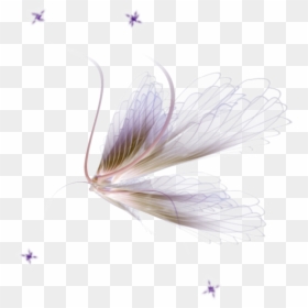 Saffron Crocus, HD Png Download - fairy wing png