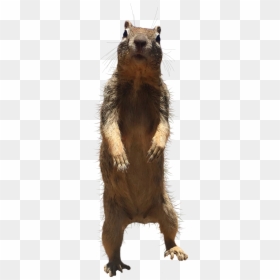 Eurasian Red Squirrel, HD Png Download - mlg pngs