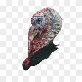 Eagles And Turkeys, HD Png Download - wild turkey png
