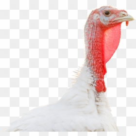 Turkey Head Transparent, HD Png Download - wild turkey png