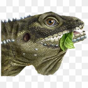 Green Iguana, HD Png Download - lizard tongue png