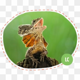 Butterfly, HD Png Download - lizard tongue png