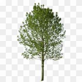 Tree Png Cut Out, Transparent Png - chi rho png
