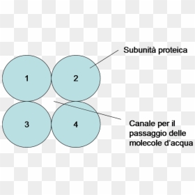 Diagram, HD Png Download - poro png