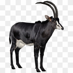 Sable Antelope White Background, HD Png Download - antelope png