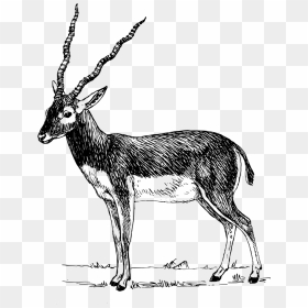 Gazelle Clipart Black And White, HD Png Download - antelope png