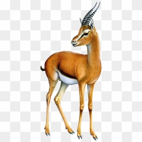 Gazelle Png Transparent Image - Gazelle Png, Png Download - antelope png