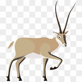 Tibetan Antelope Clipart - Deer, HD Png Download - antelope png