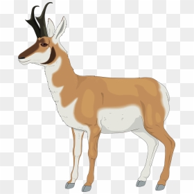 Antelope, HD Png Download - antelope png