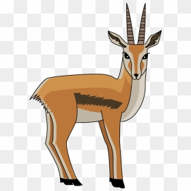 Gazelle Clipart, HD Png Download - antelope png