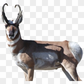 Roe Deer, HD Png Download - antelope png