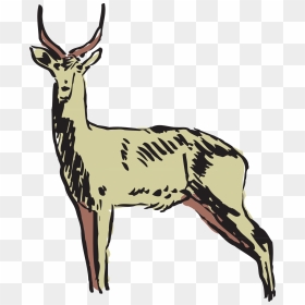 Collection Of Free Antelope Drawing Gazelle Download - Animals Clipart, HD Png Download - antelope png