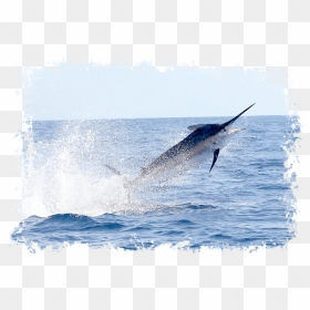 Atlantic Blue Marlin , Png Download - Atlantic Blue Marlin, Transparent Png - marlin png