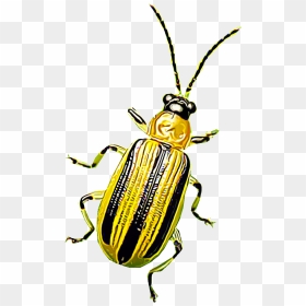 Yellow Beetles Png, Transparent Png - bug eyes png