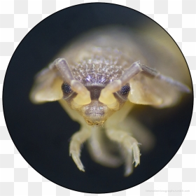 A Woodlouse Here Called A Slater Or Pill Bug Or Roly - Ant, HD Png Download - bug eyes png