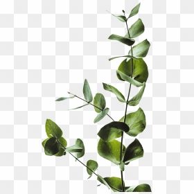 Minimalist Plant, HD Png Download - maverick png