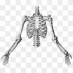 Xray Drawing Little - Upper Half Of Skeleton Drawing, HD Png Download - xray png