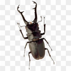 Image - Stag Beetle Png, Transparent Png - bug eyes png