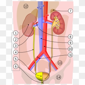 Urinary System By Jordi March, HD Png Download - pee png