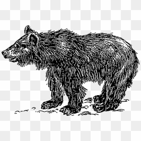 Bear Cub - Transparent Bear Drawing, HD Png Download - bear cub png