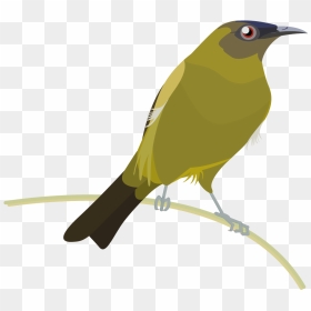 Cuculiformes, HD Png Download - bird icon png