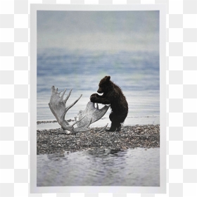 Grizzly Bear, HD Png Download - bear cub png