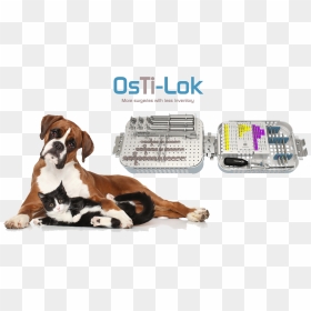Perros Acostados Png, Transparent Png - offering plate png