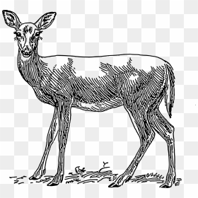 Doe 1 Clip Arts - Doe Clip Art, HD Png Download - doe png