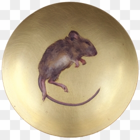 Meadow Jumping Mouse, HD Png Download - offering plate png