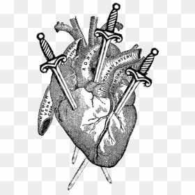 Picture - Anatomy Of Heart Vintage, HD Png Download - tarot png