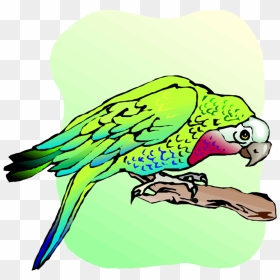 Free Parrot And Macaw Clipart - Clip Art, HD Png Download - budgie png