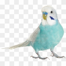 Budgie - Budgie Png, Transparent Png - budgie png